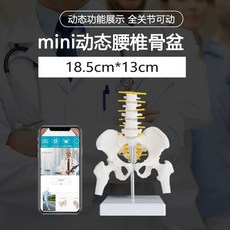 골반뼈 모형 인체 교육용 골반 정형외과 해부학 실습 요추 자궁 골격, 다이나믹 요추 골반 모델 미니, 미니 다이나믹 요추 골반