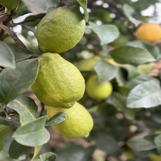 [제주직송] 건강한 제주 생 레몬, 1개, 2.5kg (상품)