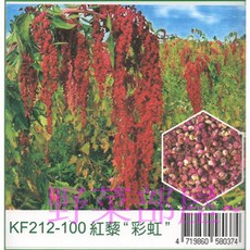 【野菜部屋~】紅藜種子 KF212-100 彩虹, 1包