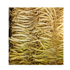 풍기 인삼 업소용 인삼 짠삼계 실삼계 삼계탕 백숙용 1kg( 100뿌리 내외) 무료 세척 250g 부터 삼영인삼사, 1세트