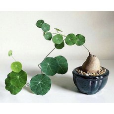 霏霏園藝 山龜觀葉 植物, 1個