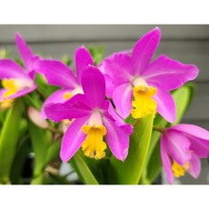 [루반정원] 트리슈어, 1개