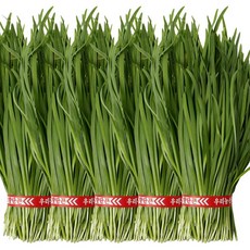 국내산 싱싱한 햇 부추 정구지 묶음, 1개, 3kg