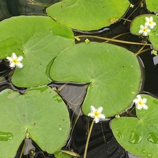 [신세계수족관] 하얀어리연, 5개