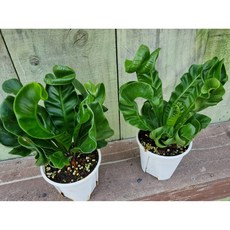 (떡잎상가) 꼬불꼬불 매력있어~ 코브라아비스, 1개, 사진참조