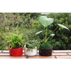 花樣渼栽盆栽生活館 苔球盆套 (12cm) 台灣製造，多種顏色, 1個, 盆套-白色