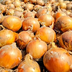 탐나유 국내산 무안 양파 햇양파, 1개, 2kg (대)