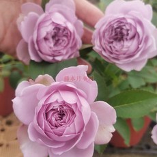 天狼 空濛玫瑰 植株耐熱 薰衣草紫色 四季開花, 1個, 3-4吋盆