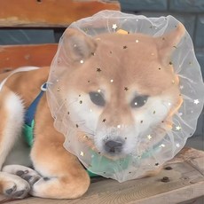 소형견 메쉬 입마개 핥음방지, 04.핥기 방지 입마개 5개입