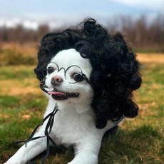 뽀글머리 강아지가발 코믹가발