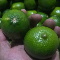 영양이 가득한 멕시코산 건강 과일 상큼하고 신맛이 강한 라임 중과 20과-디저트 요리 칵테일재료