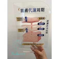 Meidan 諾美專 肌膚代謝週期說明壓克力立牌 皮膚結構講解展示牌, 1個