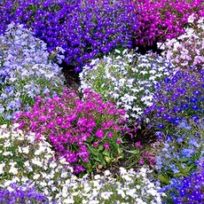 로벨리아 Lobelia 7색 씨앗 선택구매, 50개, 혼합 품종 씨앗