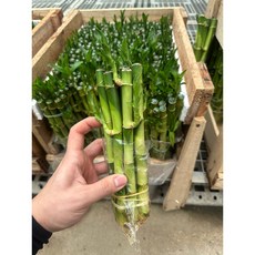 구칠즈 개운죽 20CM (10개 1묶음) 수경식물 행운목 공기정화식물, 1개
