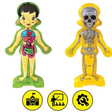 5인세트 인체구조 과학수업교재 인체모형교구 실습 관찰 어린이 놀이