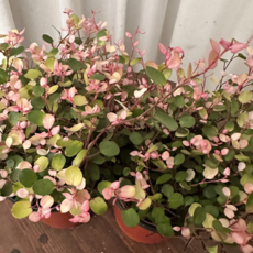 핑크트리안 1+1 핑크브리즈 행잉식물 수경식물 키우기쉬운 온정원 공기정화식물, 2개, 핑크