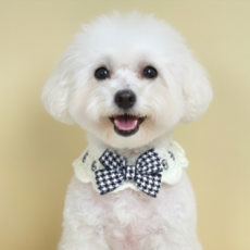 큐앤캐롯 반려동물 핸드메이드 니트 케이프 체크무늬 왕리본, 까망, 1개