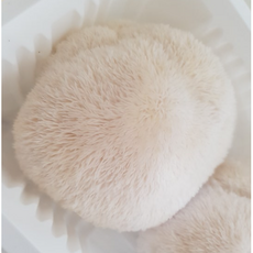 프리미엄 무농약 생노루궁뎅이버섯 국산 산청산 6팩(12송이) 산지직송 건강 효능버섯 선물세트, 1세트