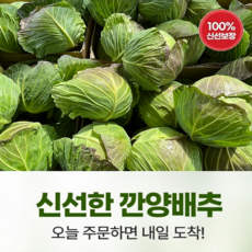 국내산 껍질없는 깐 양배추 (1kg 2kg 6kg) 주문시 손질, 1박스