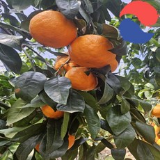 당일수확 제주 감귤 15brix 못난이 카라향 혼합과 로얄과 5kg 10kg, [박스포함] 하우스감귤 가성비 2kg 혼합과