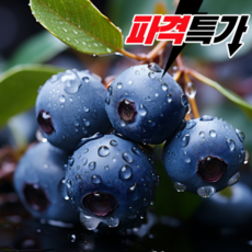 한끼밥상 생 블루베리 14-16mm 500g (125g x 4팩), 4세트