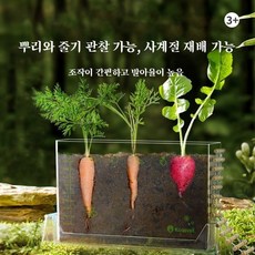어린이 뿌리 관찰 식물 재배 상자 투명 디자인으로 식물 성장 쉽게 관찰, 1개, 즐기기용 모델(영문판)