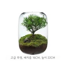 수경 재배 유리병 미니 화병 어항, 투명 L 1622