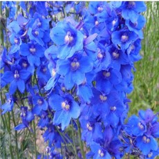 [씨앗편지] 델피늄 (노지월동 다년초 씨앗 약30립), 1개