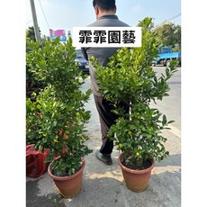霏霏園藝 四季金桔盆栽 4尺高 寓意吉祥