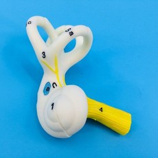 인체 귀 모형 달팽이관 해부학 의료 의대 실습 교육 해부 학습