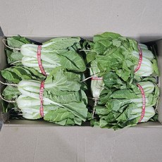 클릭마켓 국내산 얼갈이배추 얼갈이 단배추, 2kg, 1개