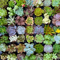 미니다육이 10개 중복없이 농장직영 이름표 무료 증정