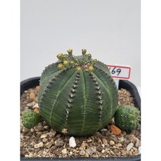 [가람다육] 오베사 실생, 1개, 169