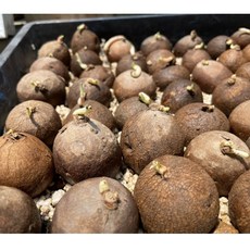 網美植物 山烏龜 小可愛 療癒盆栽 迷你盆景 綠植盆栽, 1個