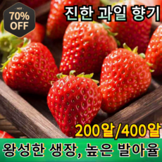 200알/400알 사계절 딸기 씨앗 사계절 크림 레드 딸기 씨앗, 200알