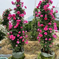 주택담장 전원주택 울타리 테라스 주택 팬스 휀스 난간펜스, E. 주요 퍼레이드 어머니 묘목 1.6m