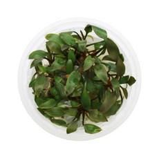 미미네아쿠아 무균 조직 배양수초 - 크립토코리네 루켄스, 1개