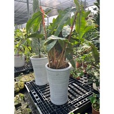 霏霏園藝橘炳蔓綠絨盆栽 高度110公分 含盆室內綠植, 1個