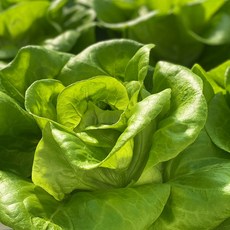 [산지마켓] 유러피안샐러드 혼합 1kg 대용량 샐러드채소 쌈채소 신선채소, 1개, 800g