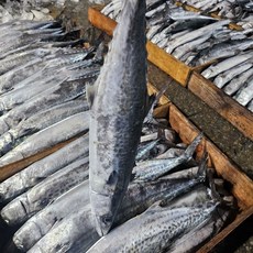 동해안 삼치 구이 조림 3kg 5미, 1개, 3kg내외(5미)