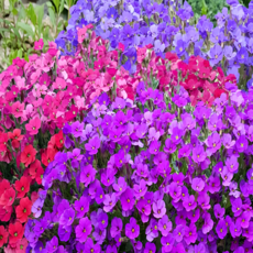 꽃잔디 씨앗 200립 / 아우브리에타 씨앗 종자 꽃씨 꽃잔디 오래피는꽃 바위정원 조경가꾸기, 1개