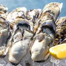 [최상급원물] 여수 통영 석화 굴, 1박스, 5kg