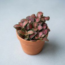 휘토니아 소품 피토니아 화이트스타 핑크스타 오렌지스타 실내공기정화식물 키우기쉬운 음지 대성식물, 1개, 02. 휘토니아 핑크스타 (핑크계열)