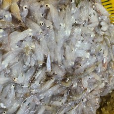 싱싱 생물 꼴뚜기 호래기, 1개, 500g(60미 내외)