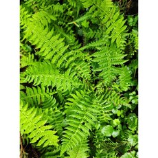 苔鑽 縮羽金星蕨 迷你盆栽, 縮羽金星蕨,一株（約3～4根,裸根寄送）, 3個