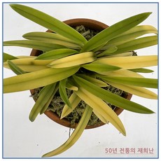 [재희난] 금루각 251015-05, 1개