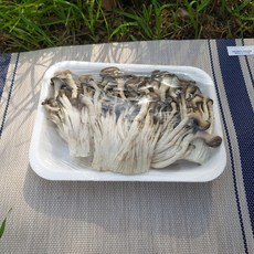 영호네농산물 느타리버섯 1팩, 1개