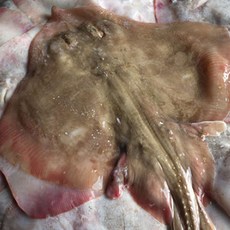 대 간재미 1.2kg(2~3미)/국내산/횟감가능 /가오리, 1개