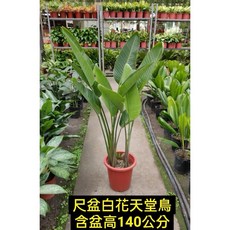 霏霏園藝白花天堂鳥 含盆高140公分1尺, 1個