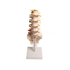 CPR마네킹 진산 골격모형 요추 CPR심폐소생술 응급처치교육 응급처치실습 인체모형, 1개